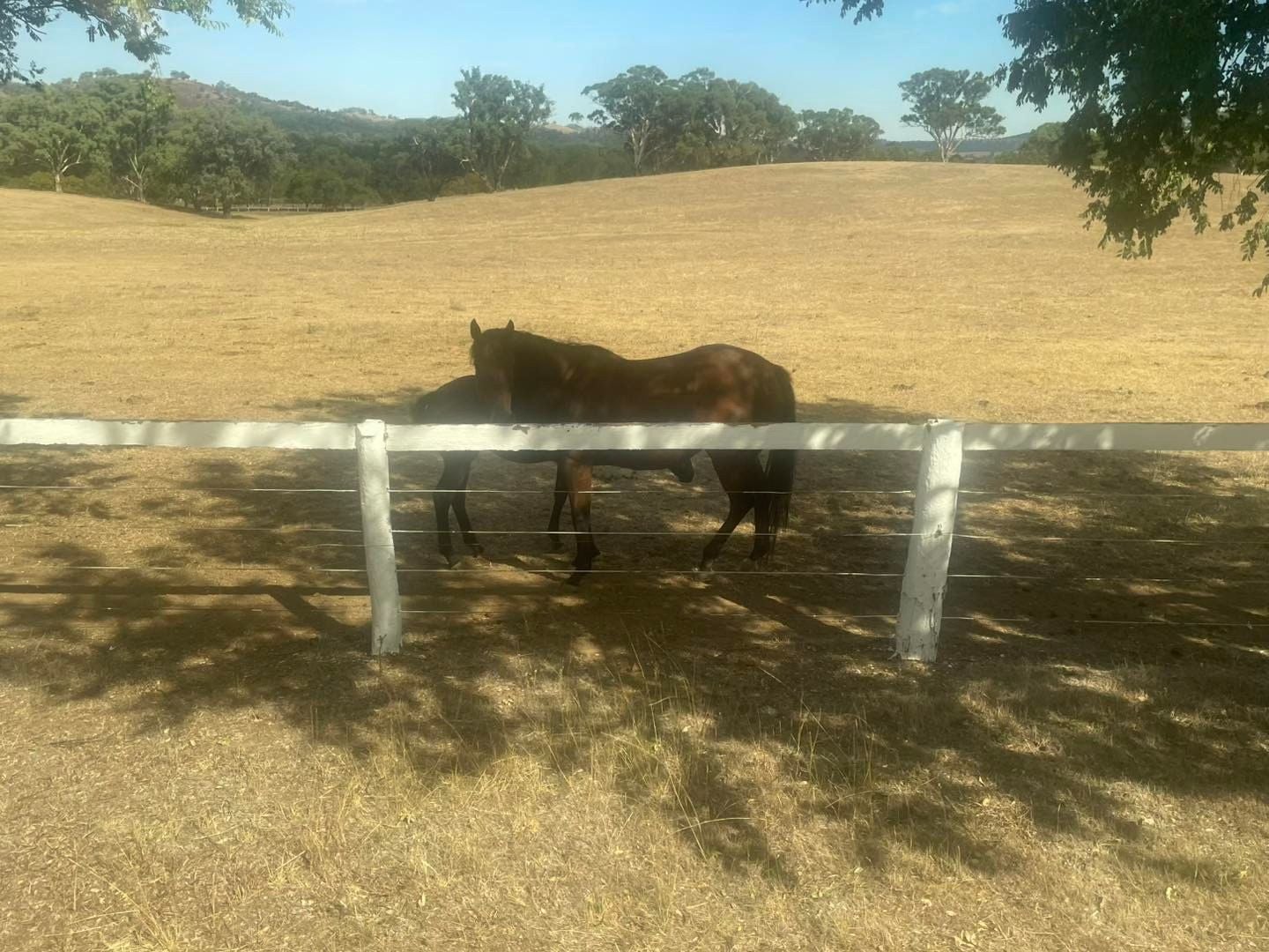 Dubbo Zoo 2025 Image -67de0499a9de8